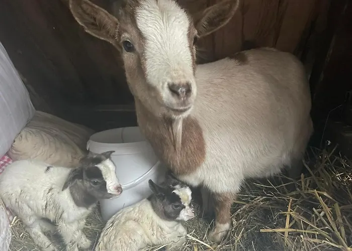 Planinski Dom Jance *